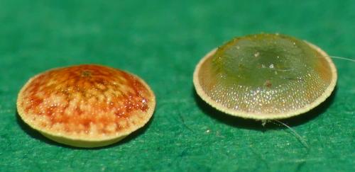 Cerura erminea